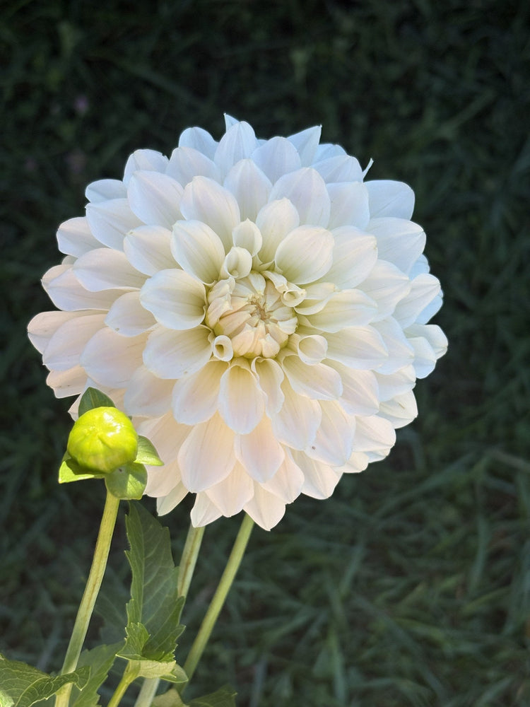 Glossy Florentine dahlia