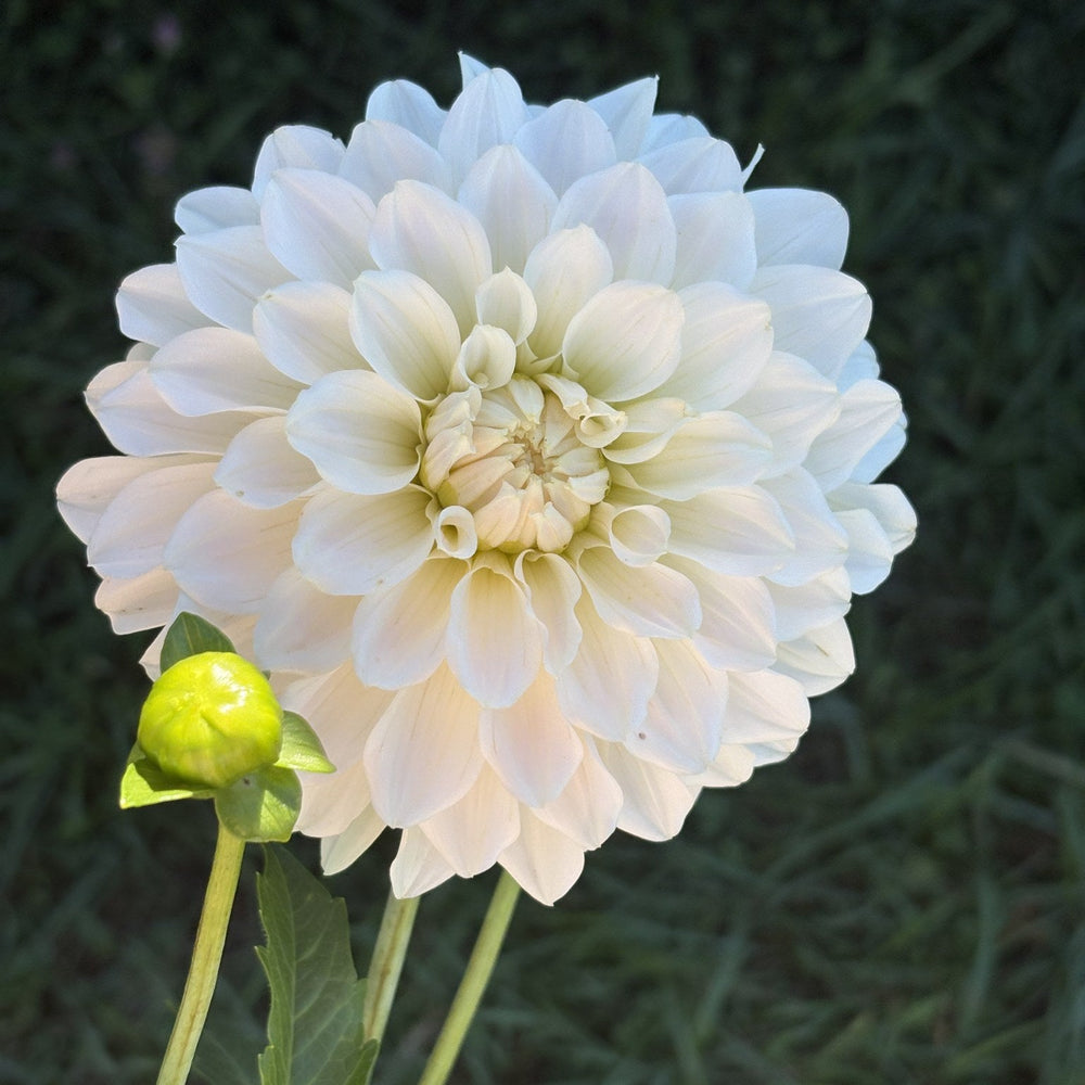 Glossy Florentine dahlia
