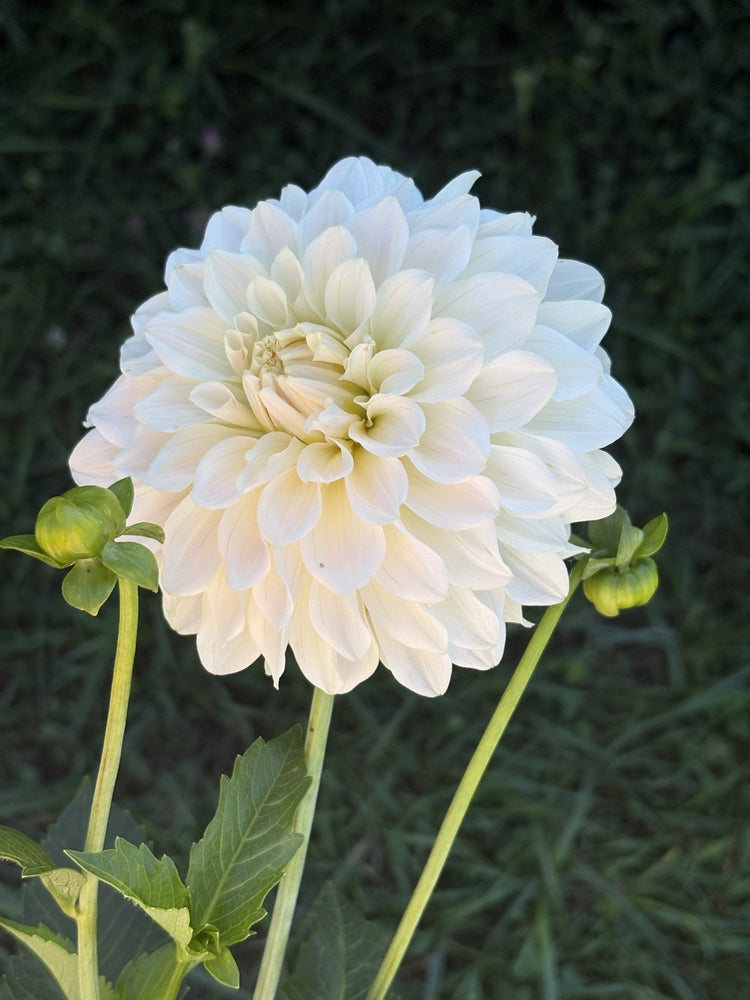 Glossy Florentine dahlia