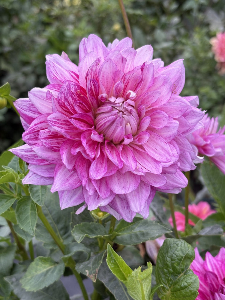 Goodsense dahlia