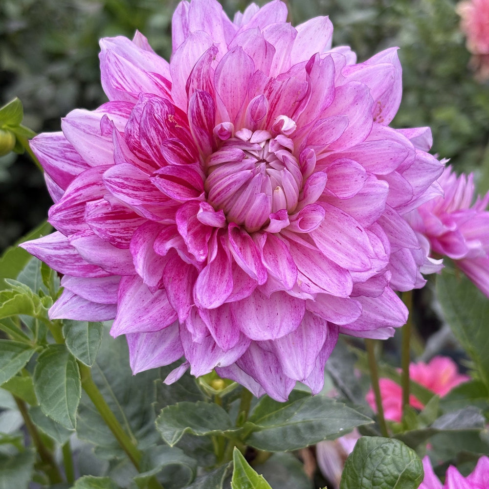 Goodsense dahlia