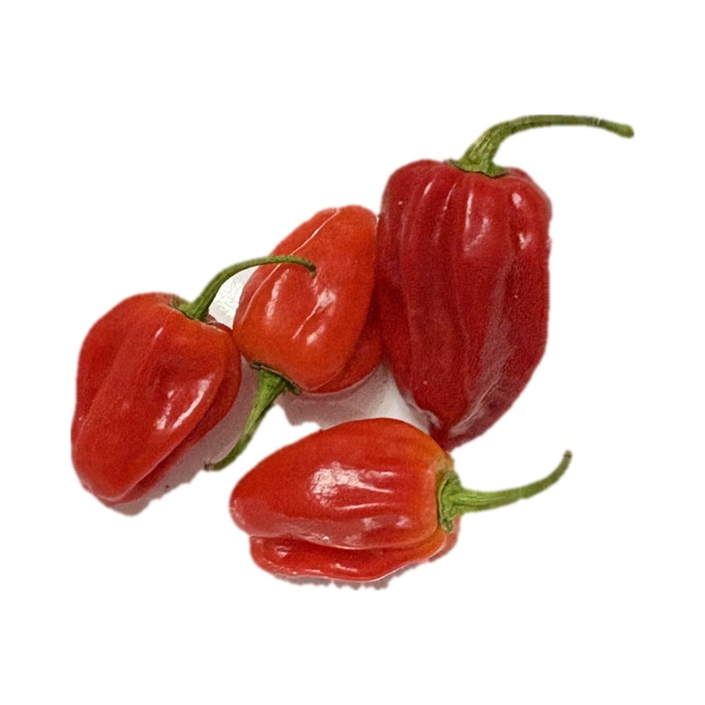 Red Dominica Habanero