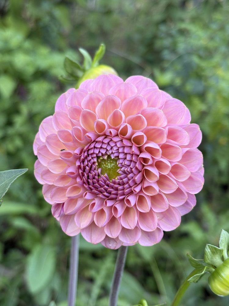 Hamari Rose dahlia