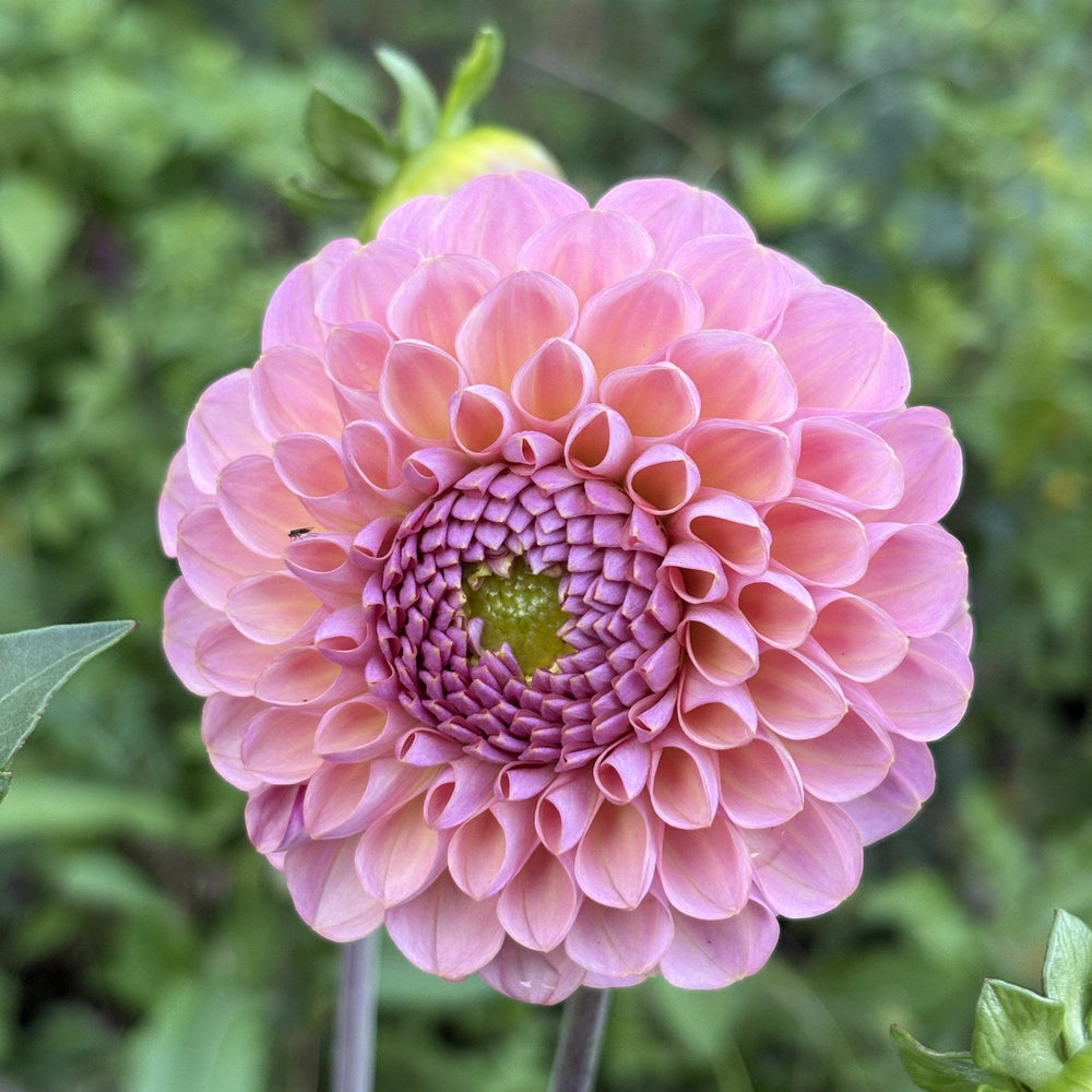 Hamari Rose dahlia