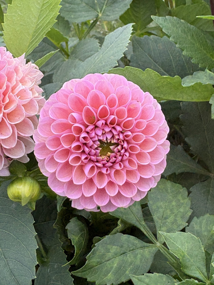 Hamari Rose dahlia