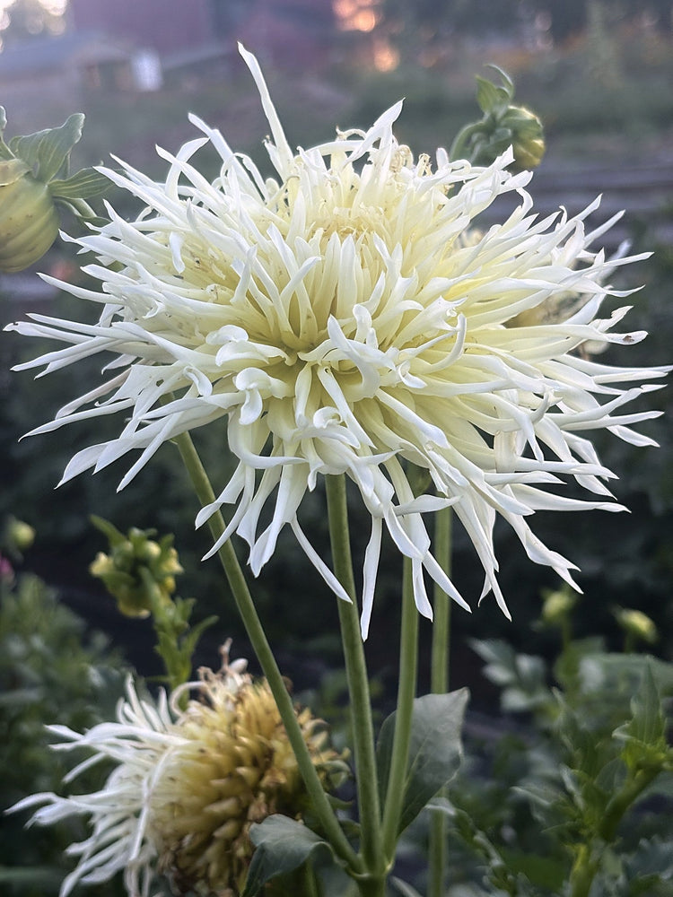 Hana Hitosuji dahlia