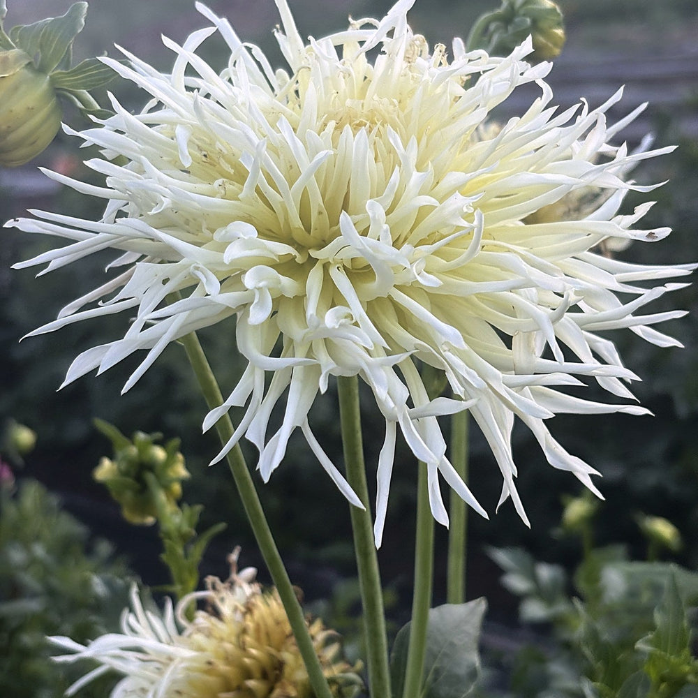 Hana Hitosuji dahlia