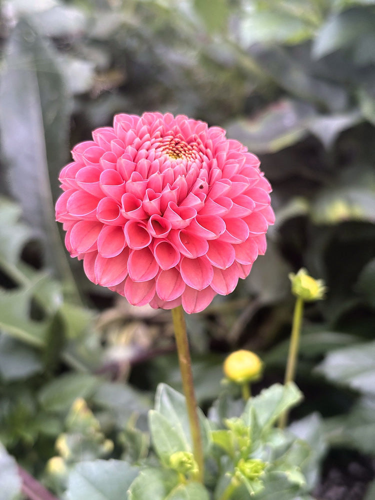 Hapet Amber dahlia