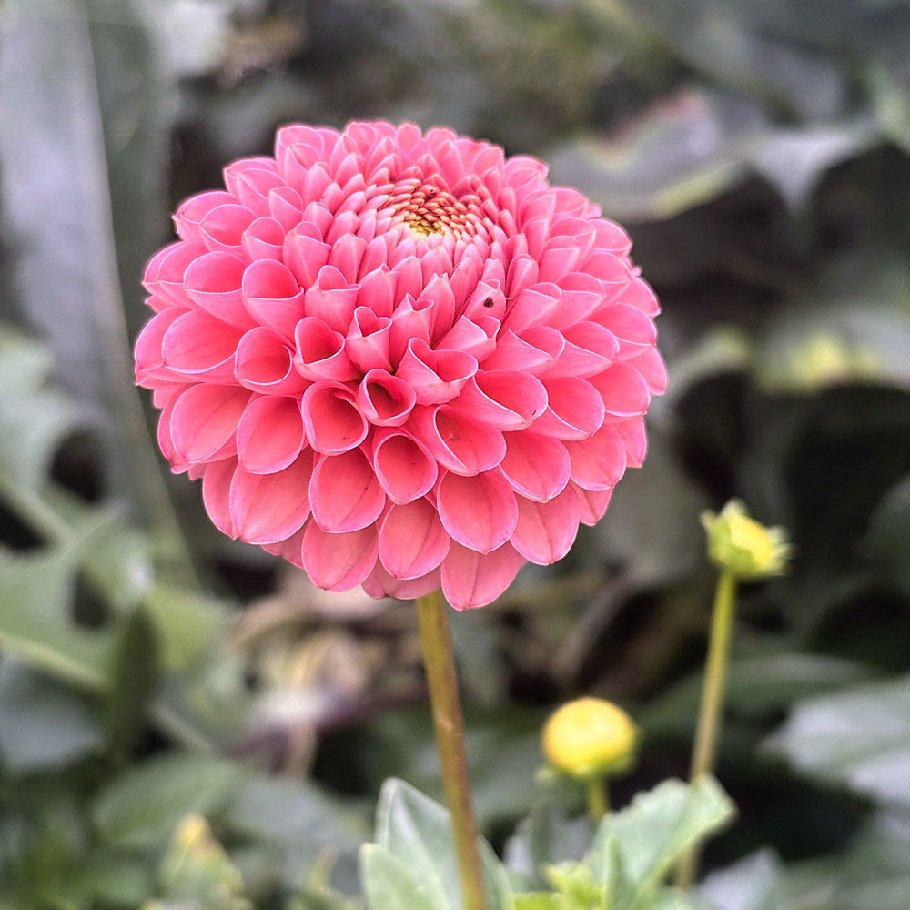 Hapet Amber dahlia