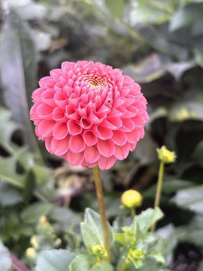 Hapet Amber dahlia