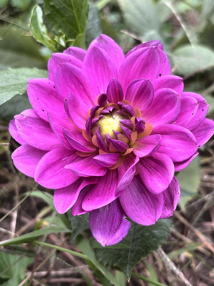 Hapet Blue Sea dahlia