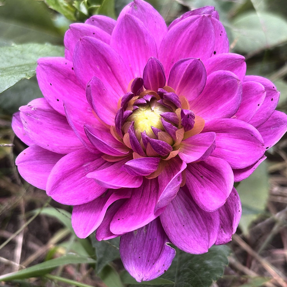 Hapet Blue Sea dahlia