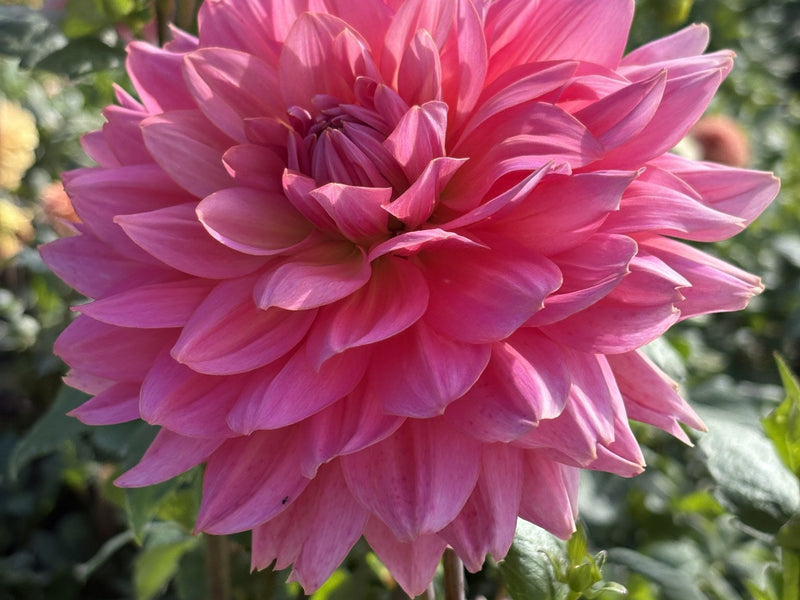 Dahlia Tubers and Cuttings