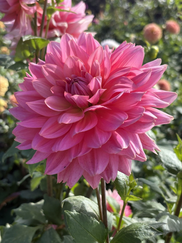 Hapet Bubblegum dahlia