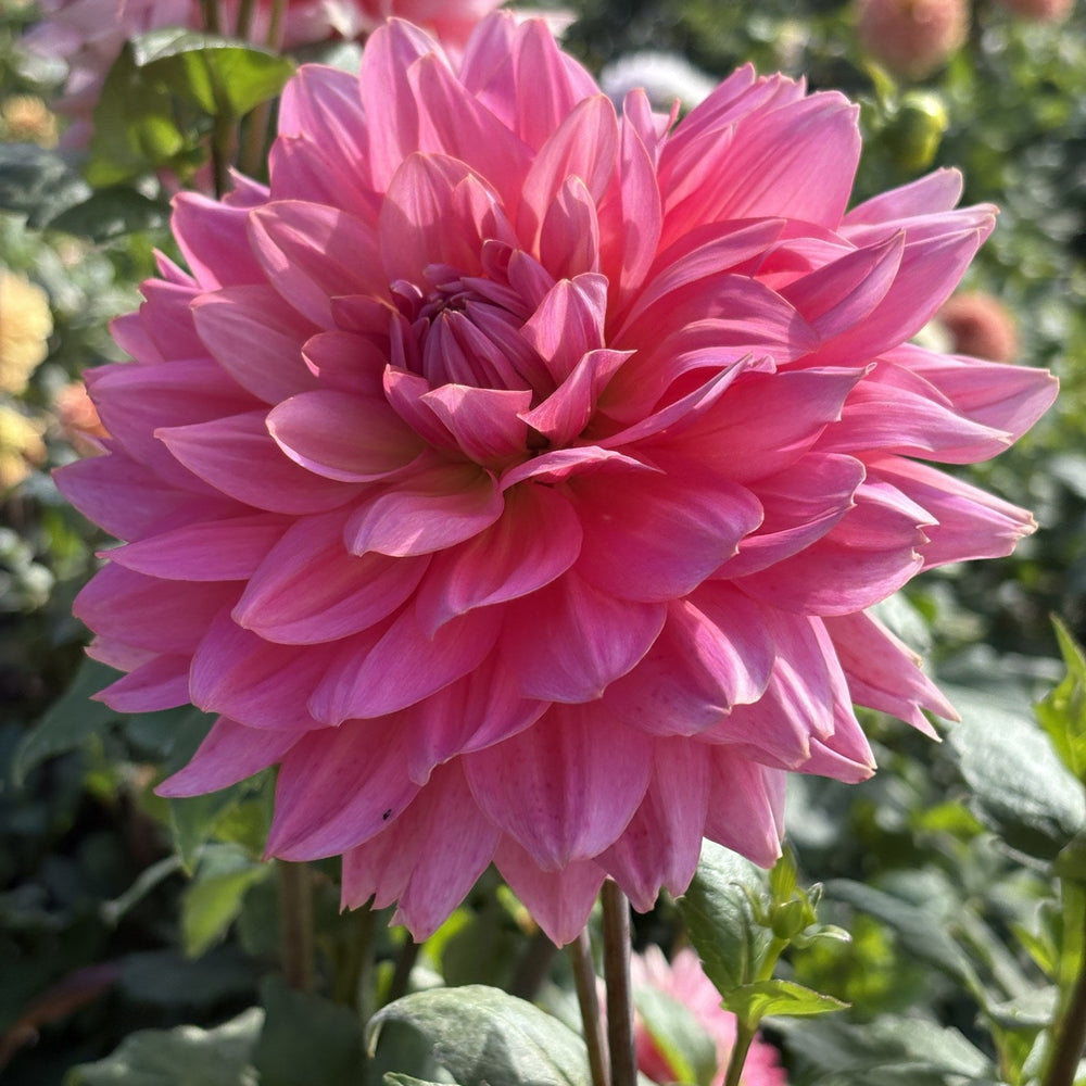 Hapet Bubblegum dahlia