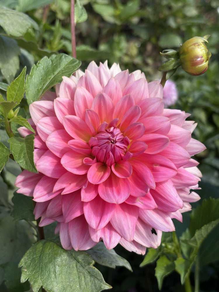 Hapet Bubblegum dahlia