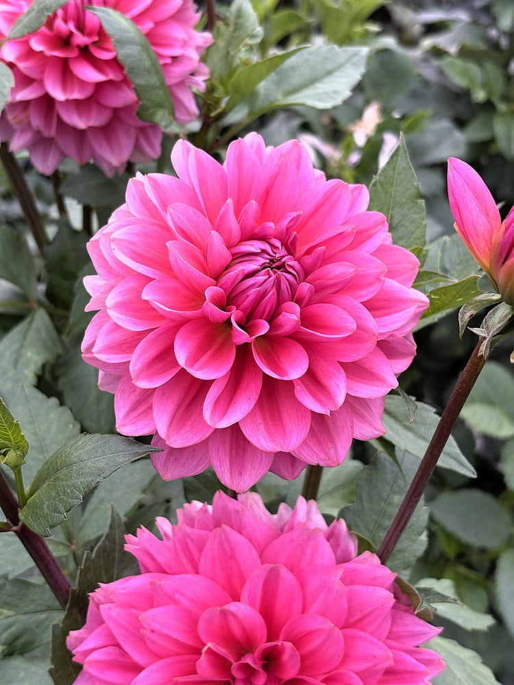 Hapet Bubblegum dahlia