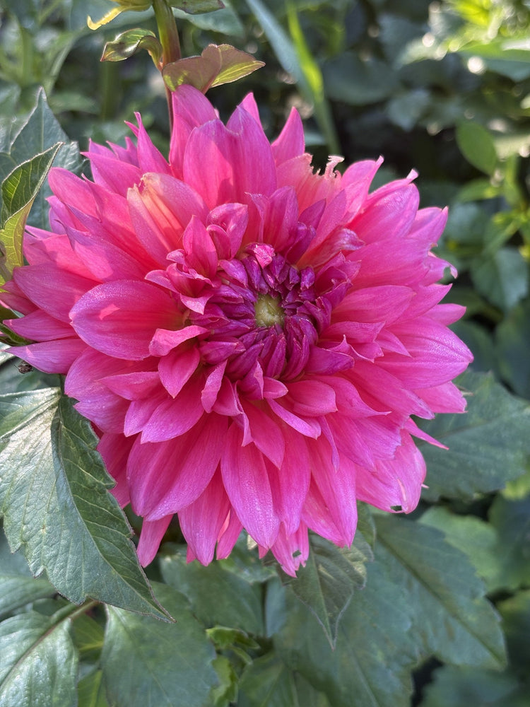 Hapet Bubblegum dahlia