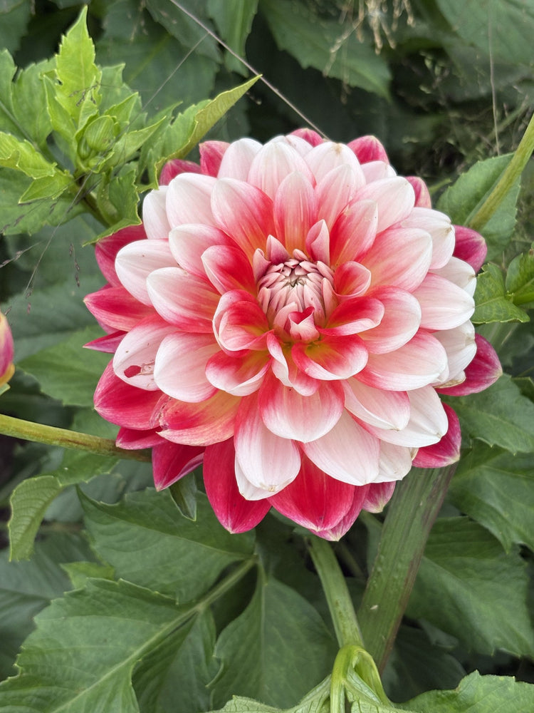 Hapet Celebration dahlia