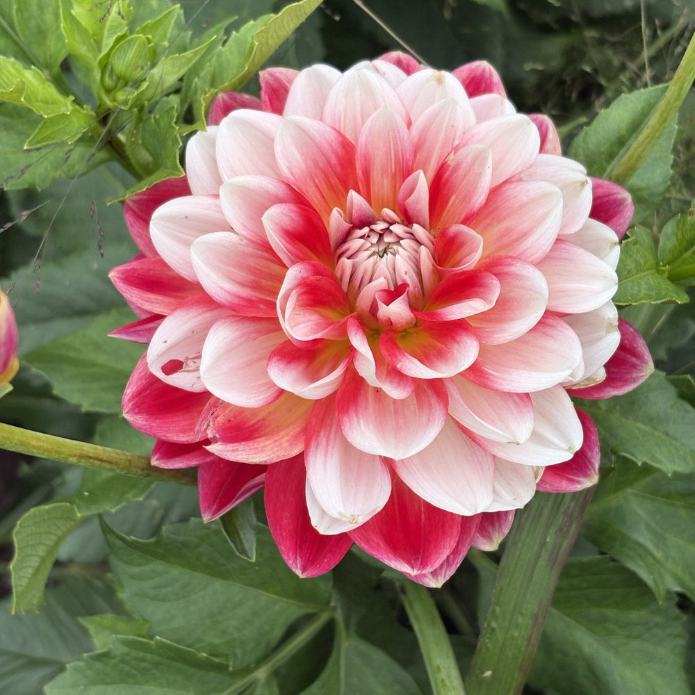 Hapet Celebration dahlia