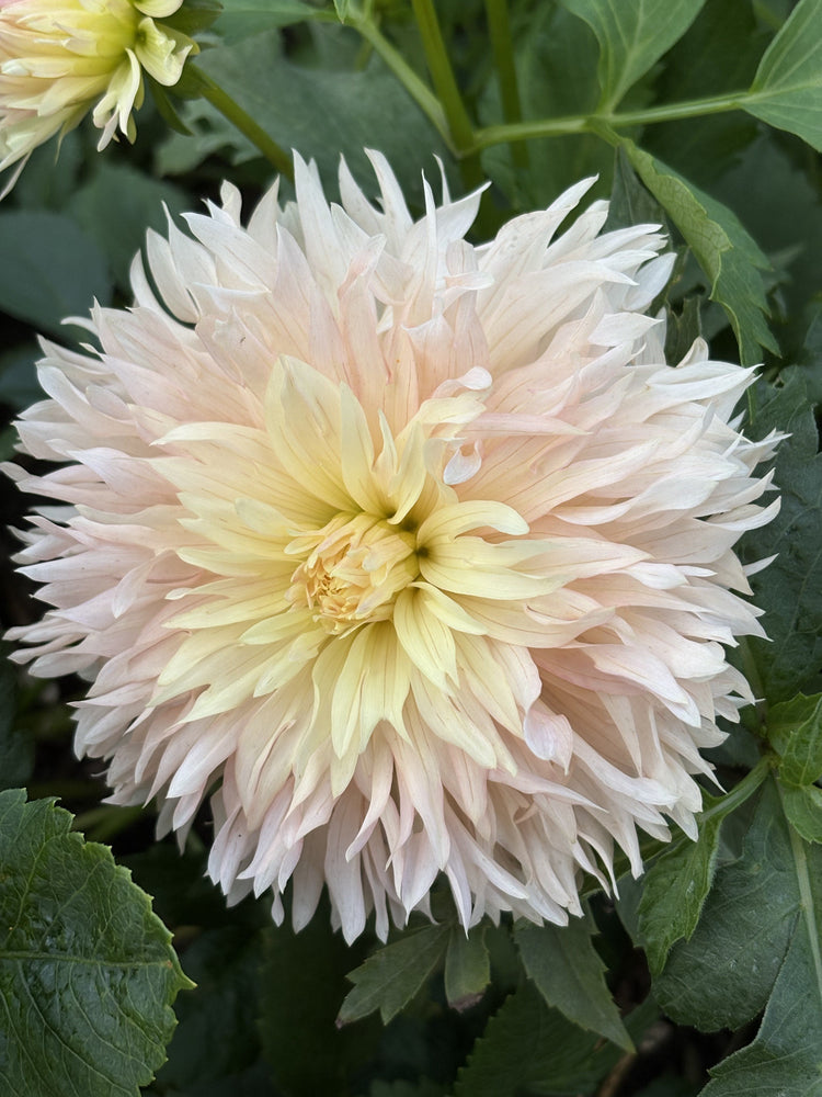 Hapet Champagne dahlia