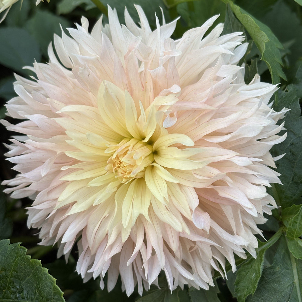 Hapet Champagne dahlia