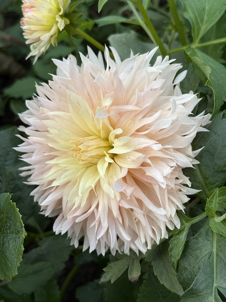 Hapet Champagne dahlia