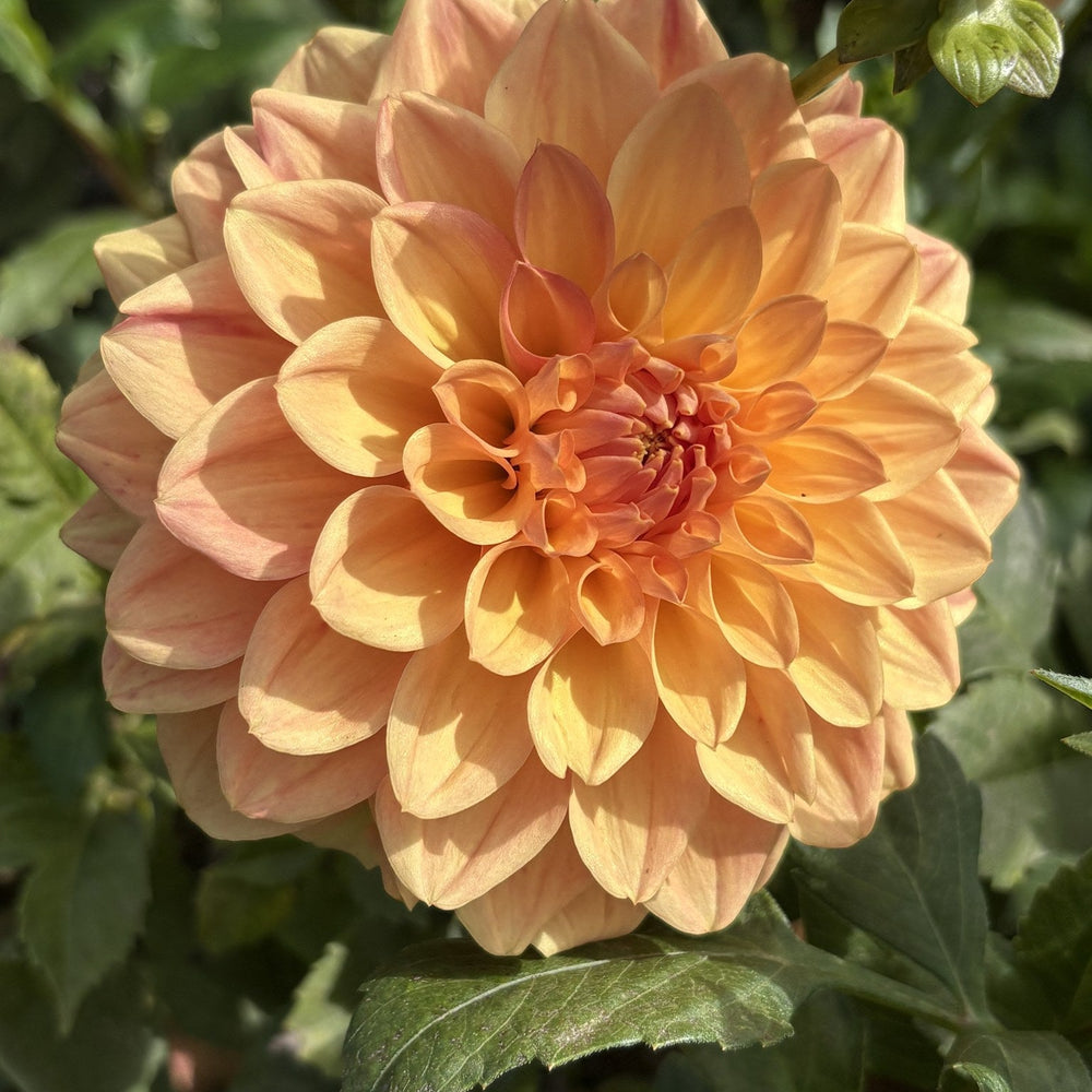 Hapet Cupid dahlia