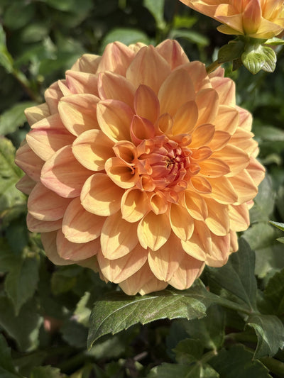 Hapet Cupid dahlia