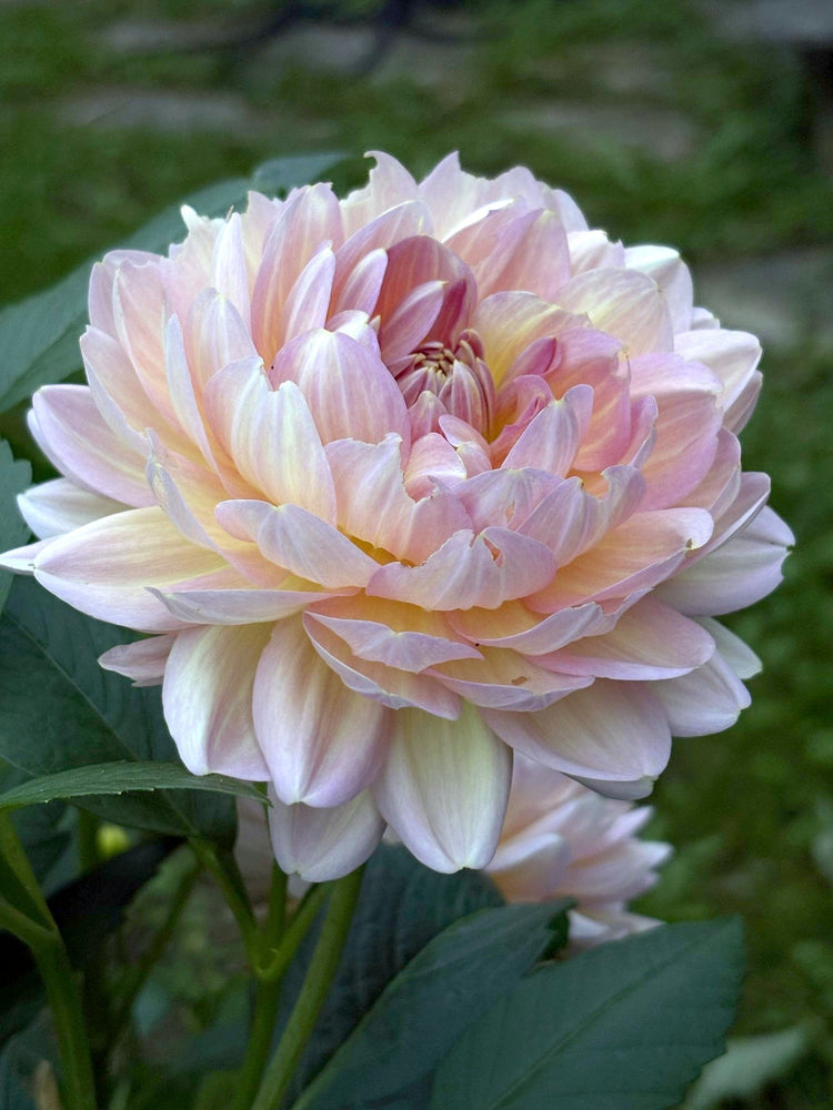 Hapet Old Charm dahlia