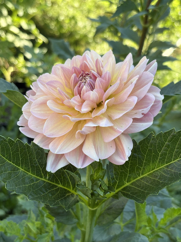 Hapet Old Charm dahlia