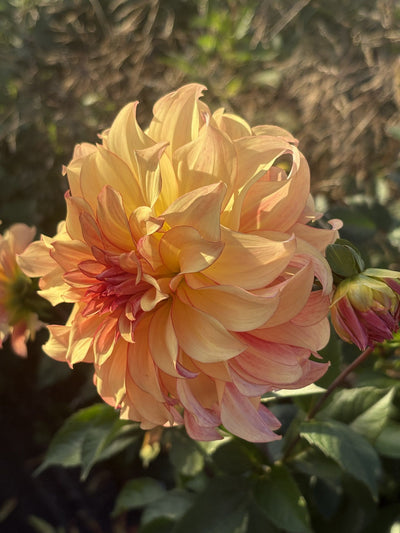 Hapet Posey dahlia