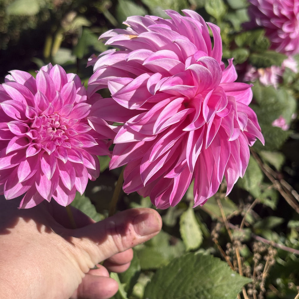 Hapet Sugarcane dahlia grown by Petrolia Bloom Co. in Petrolia, Ontario