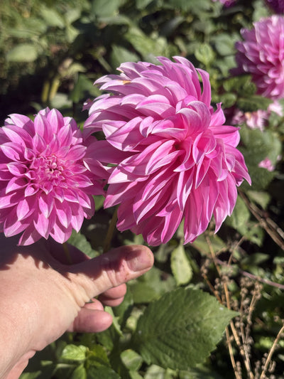 Hapet Sugarcane dahlia grown by Petrolia Bloom Co. in Petrolia, Ontario