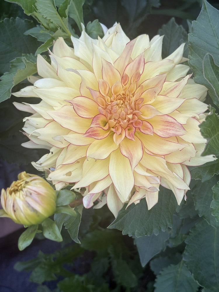 Hearts Bonnie dahlia