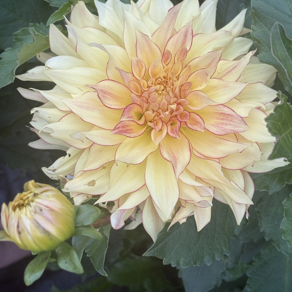 Hearts Bonnie dahlia