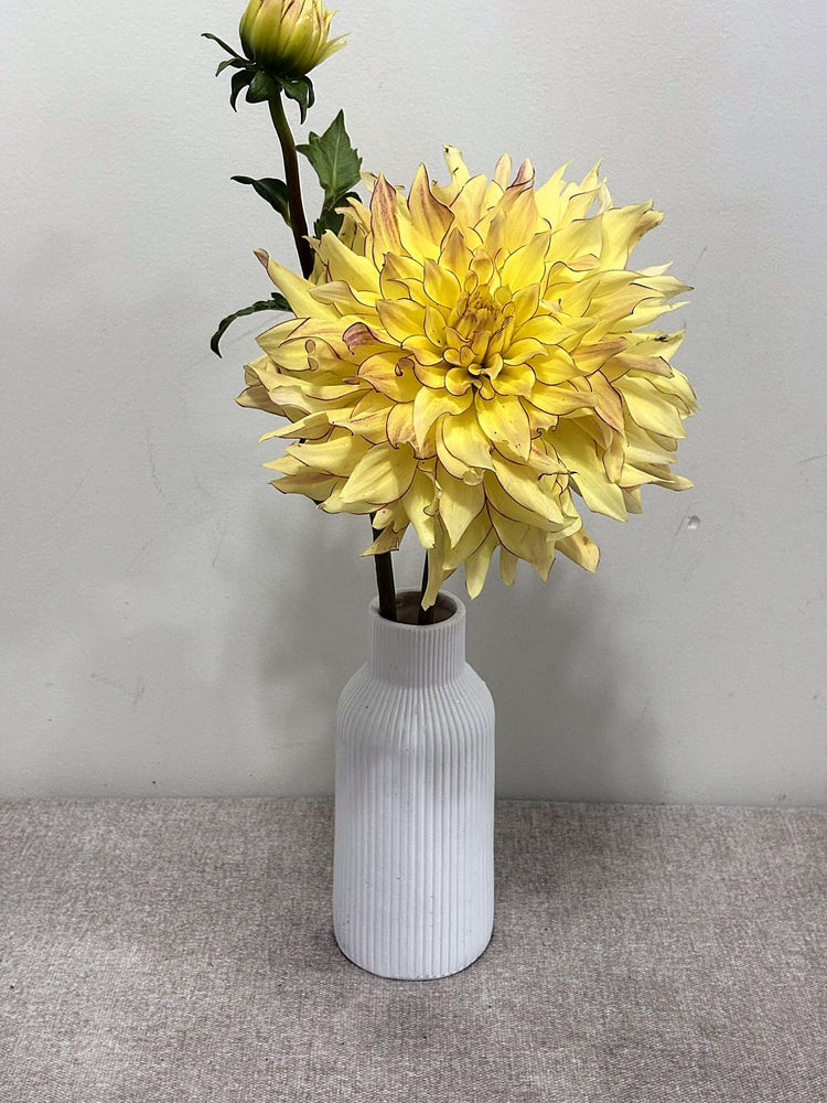 Hearts Bonnie dahlia