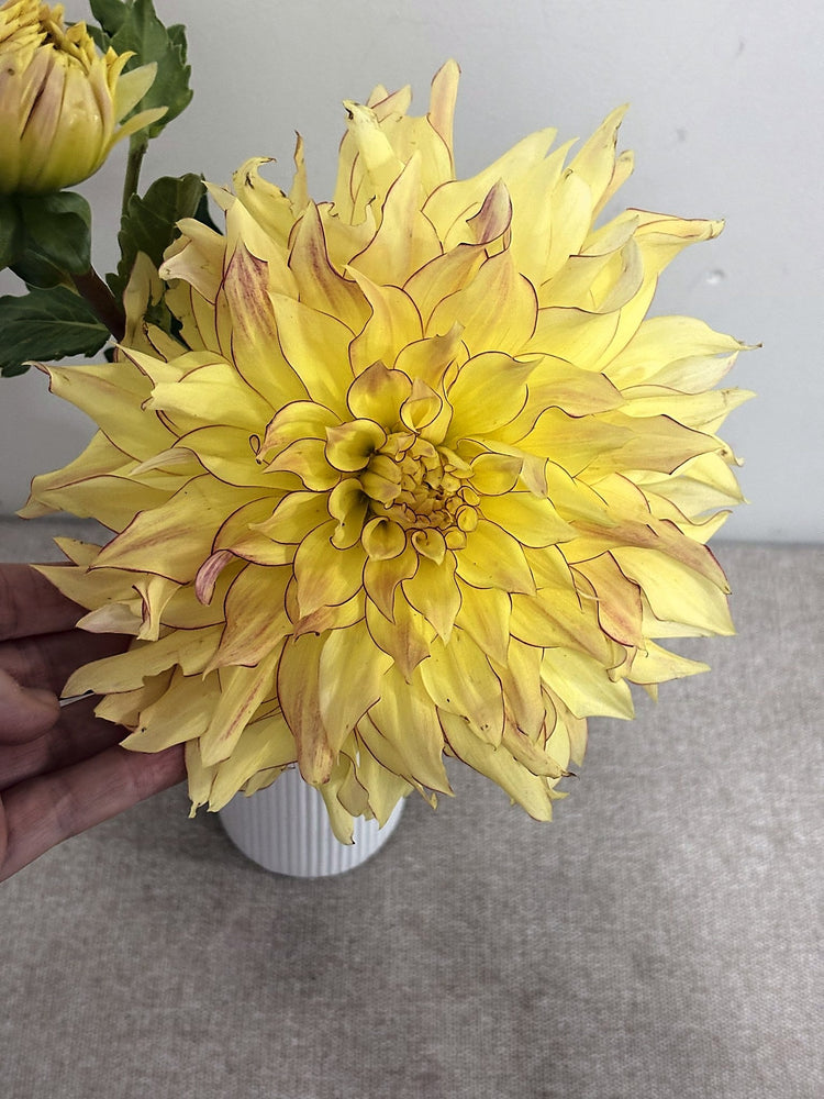 Hearts Bonnie dahlia