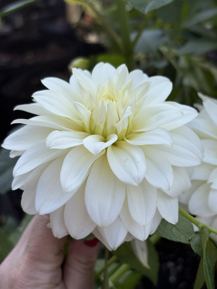 Heather Hale dahlia