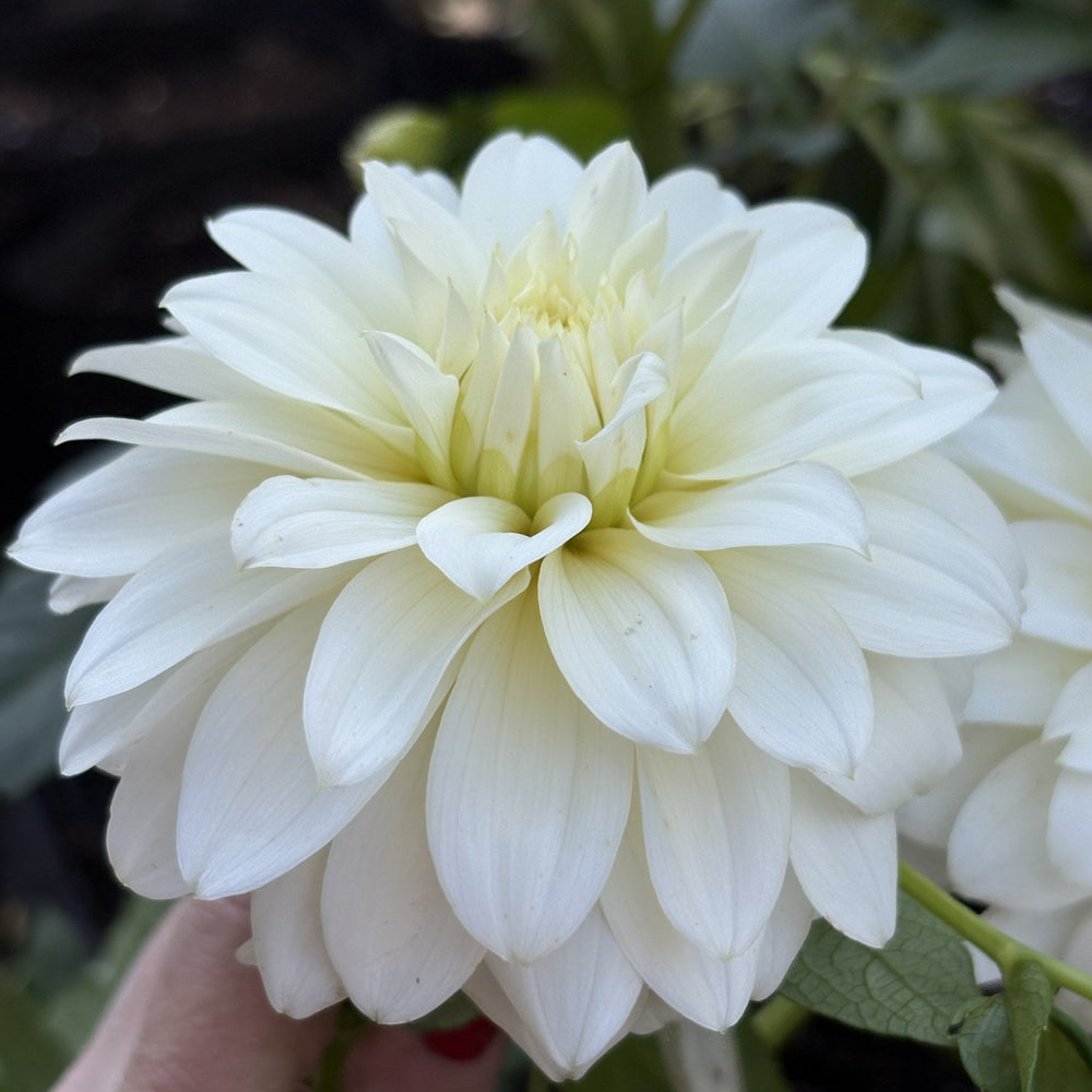 Heather Hale dahlia