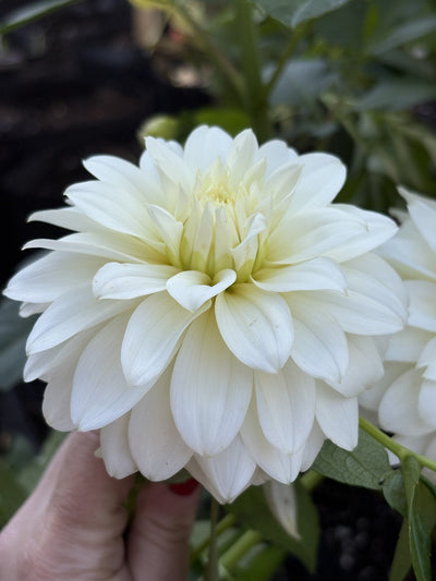 Heather Hale dahlia
