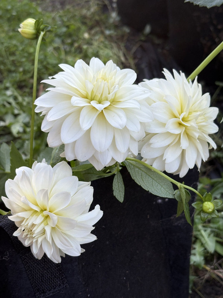 Heather Hale dahlia