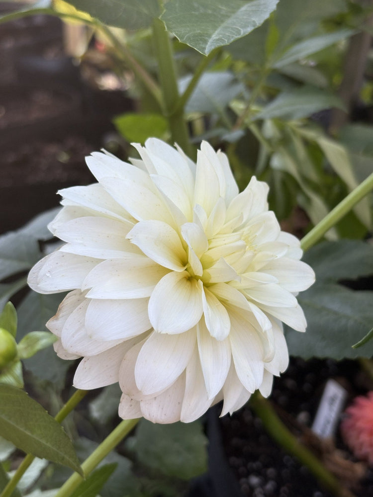 Heather Hale dahlia
