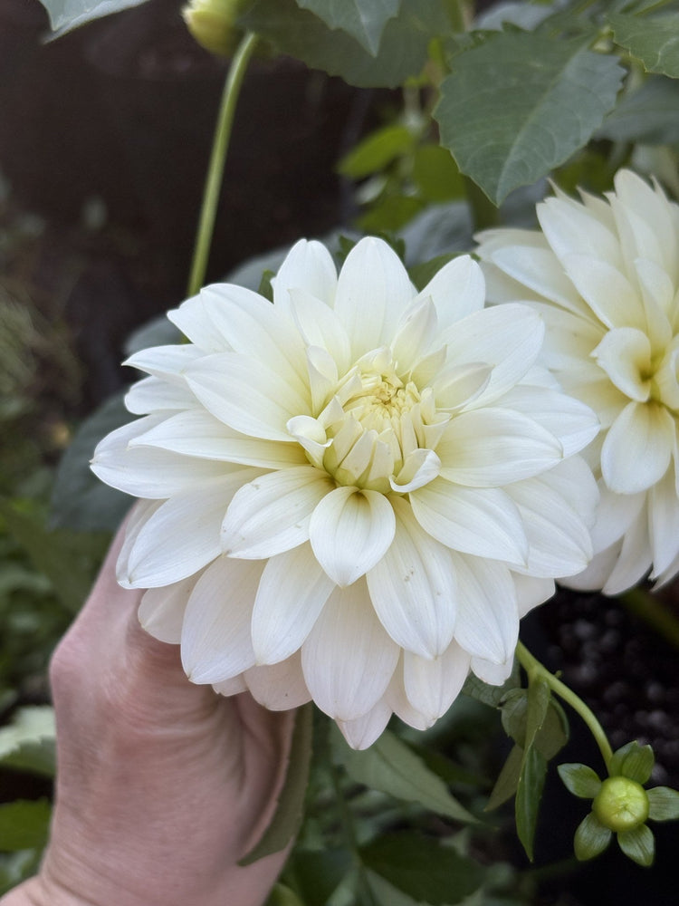 Heather Hale dahlia