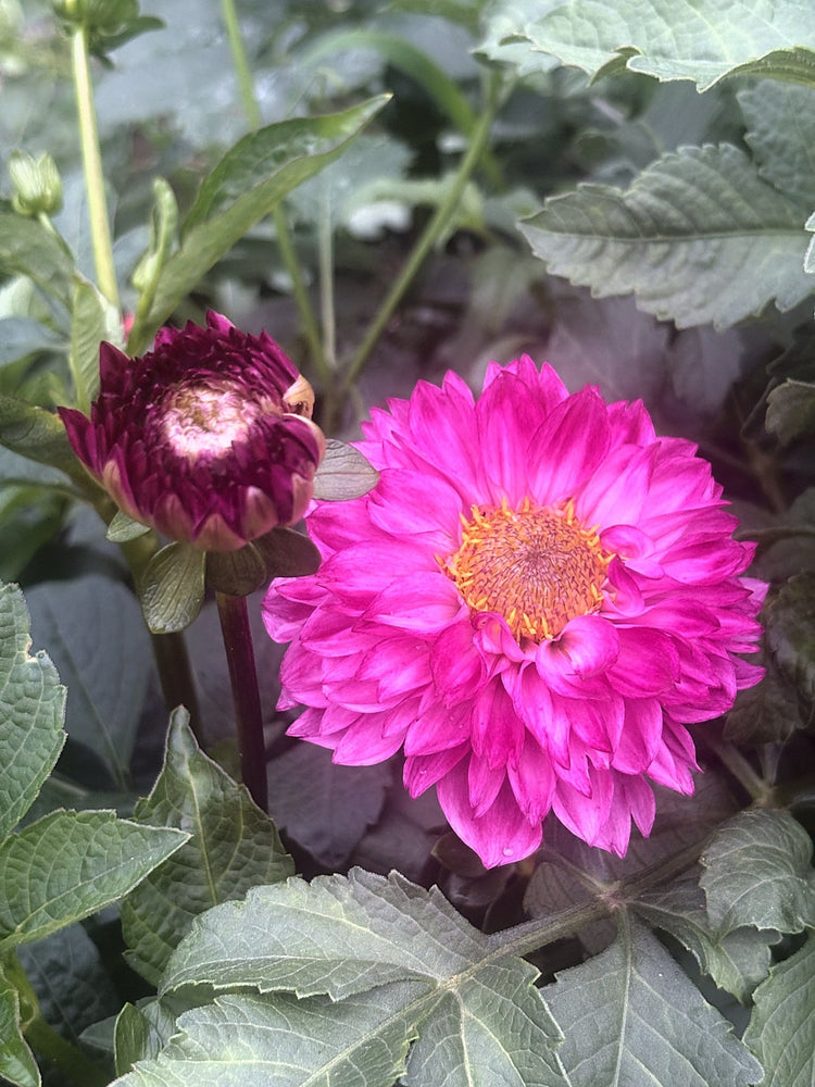 Hillcrest Jonathan dahlia