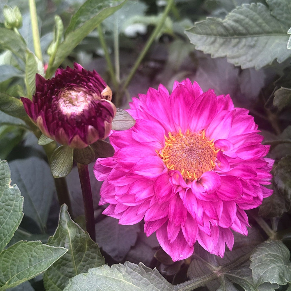 Hillcrest Jonathan dahlia