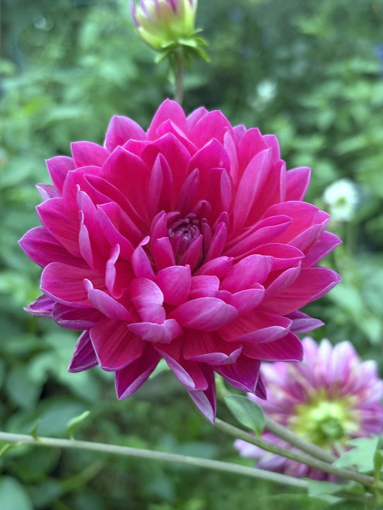 Hollyhill Amethyst dahlia