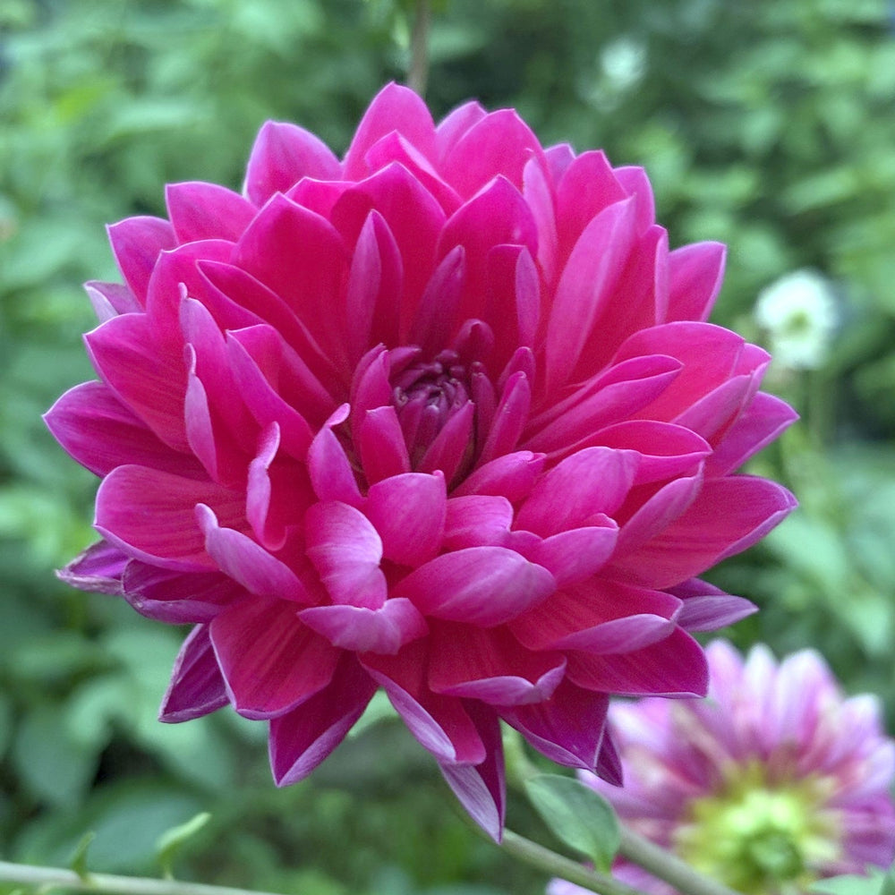 Hollyhill Amethyst dahlia