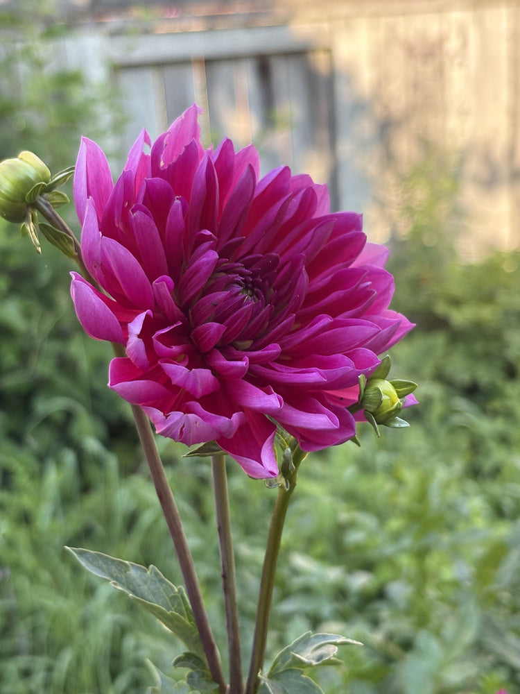 Hollyhill Amethyst dahlia