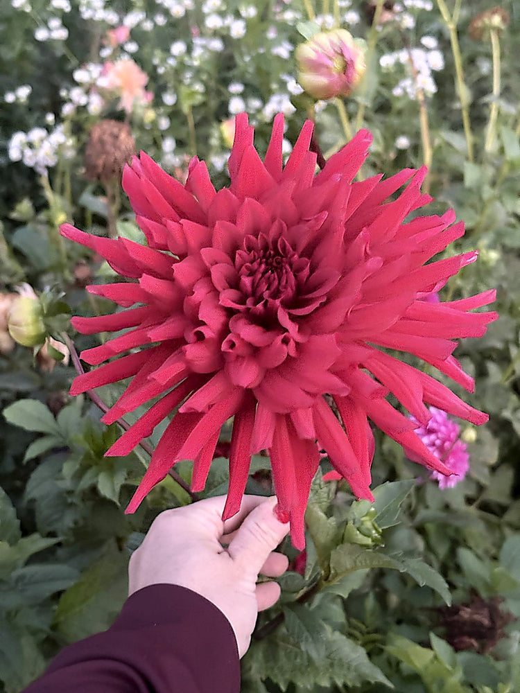 Hollyhill Big Red dahlia